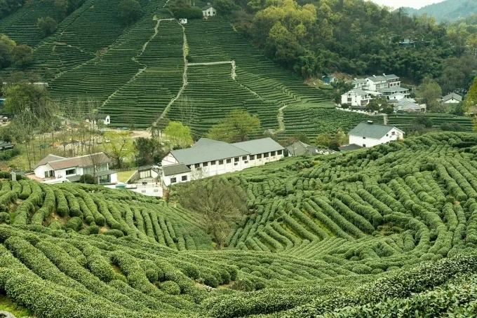 Đồi ch&egrave; Long Tỉnh ở H&agrave;ng Ch&acirc;u. Ảnh: China Road