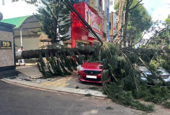 Cây tùng đổ đè hai ôtô đang đỗ trên vỉa hè, lòng đường. Ảnh: Ngọc Oanh