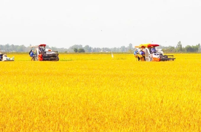 Agribank tài trợ vốn cho người dân trồng lúa phát thải thấp tại ĐBSCL. Ảnh: Agribank