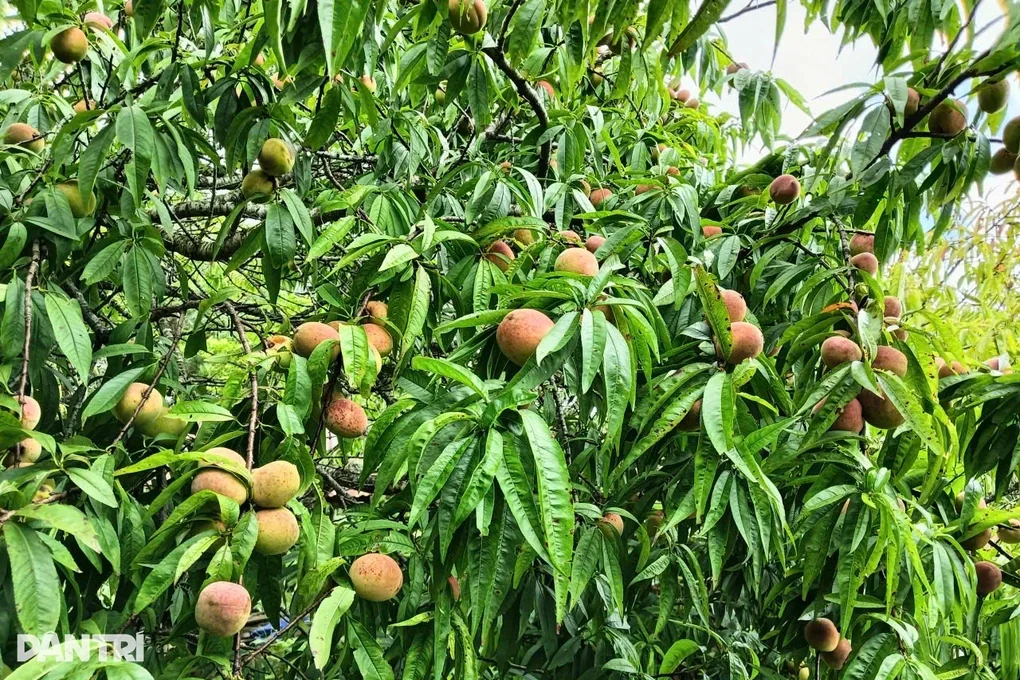 Đào núi nơi biên giới được mùa chưa từng thấy, người trồng vẫn nơm nớp lo - 1