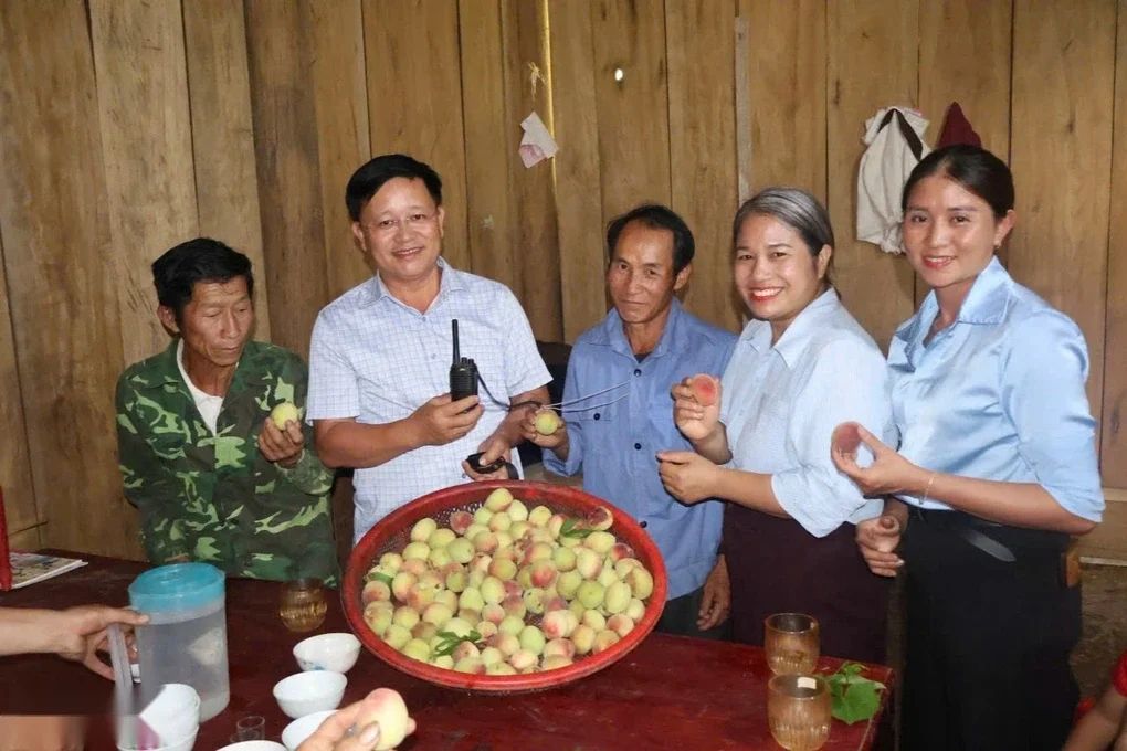 Đào núi nơi biên giới được mùa chưa từng thấy, người trồng vẫn nơm nớp lo - 2