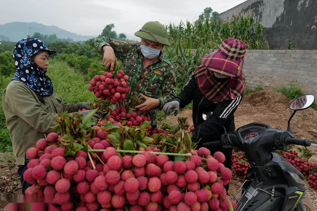 Thu hoạch vải thiều ở Bắc Giang cũ (nay Bắc Ninh). Ảnh: Giang Huy