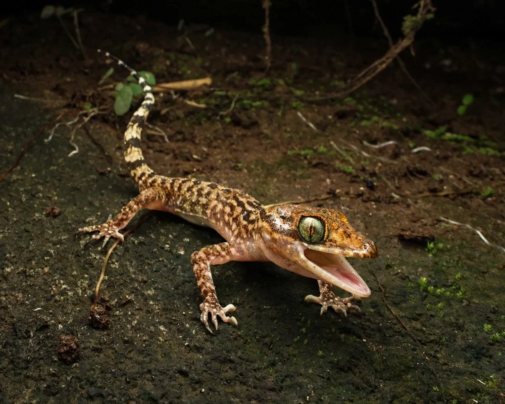 Thằn lằn ngón Đạt (Cyrtodactylus dati). Ảnh: Tấn Lộc