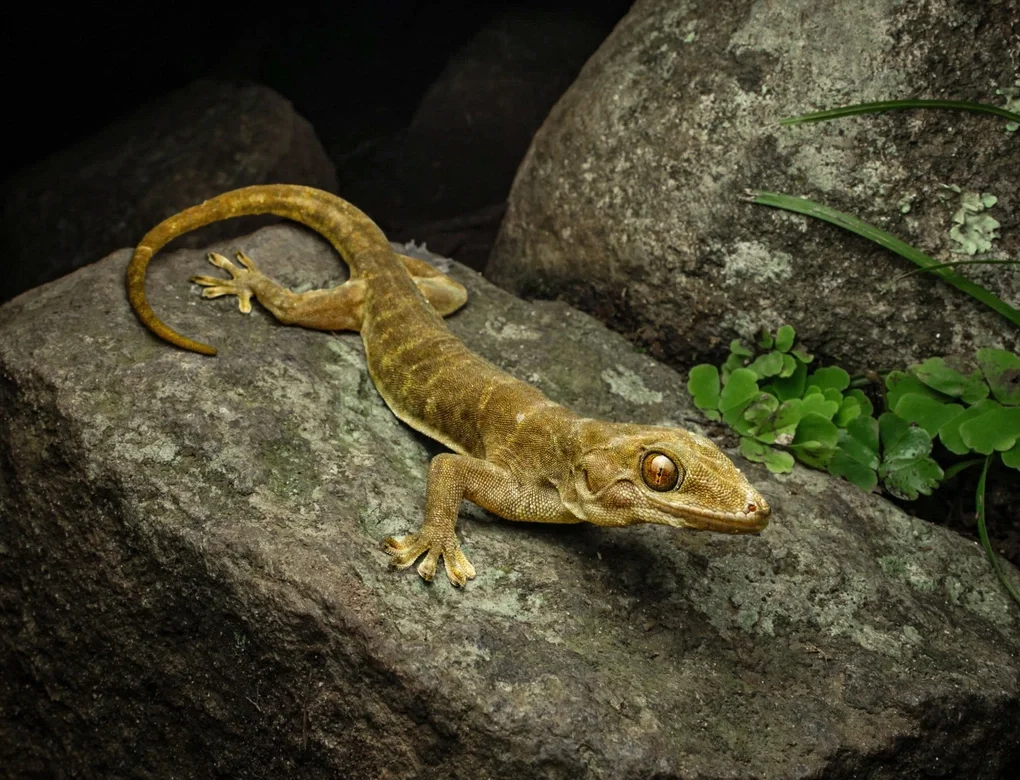 Tắc kè Núi Bà Đen (Gekko badenii) – Nguy cấp (EN). Ảnh: Tấn Lộc