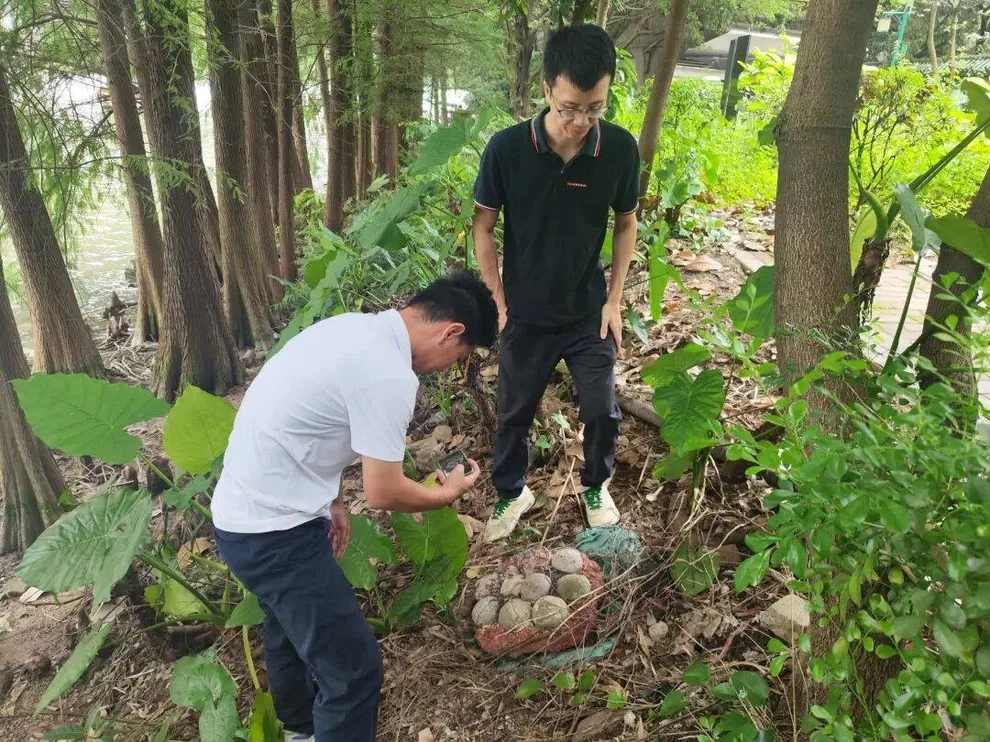 Phát hiện hóa thạch trứng khủng long nguyên vẹn ở Trung Quốc gây bất ngờ - 2