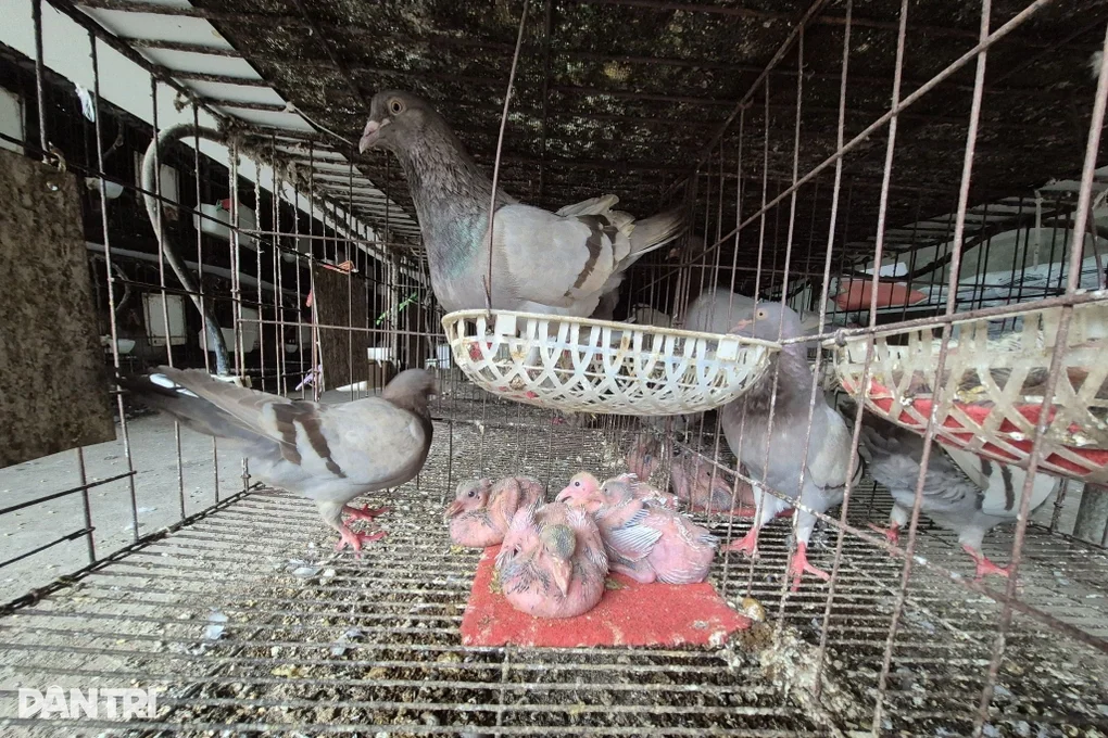 Từ thu nhập không đủ trang trải, lão nông đổi đời nhờ loài chim ngoại - 2