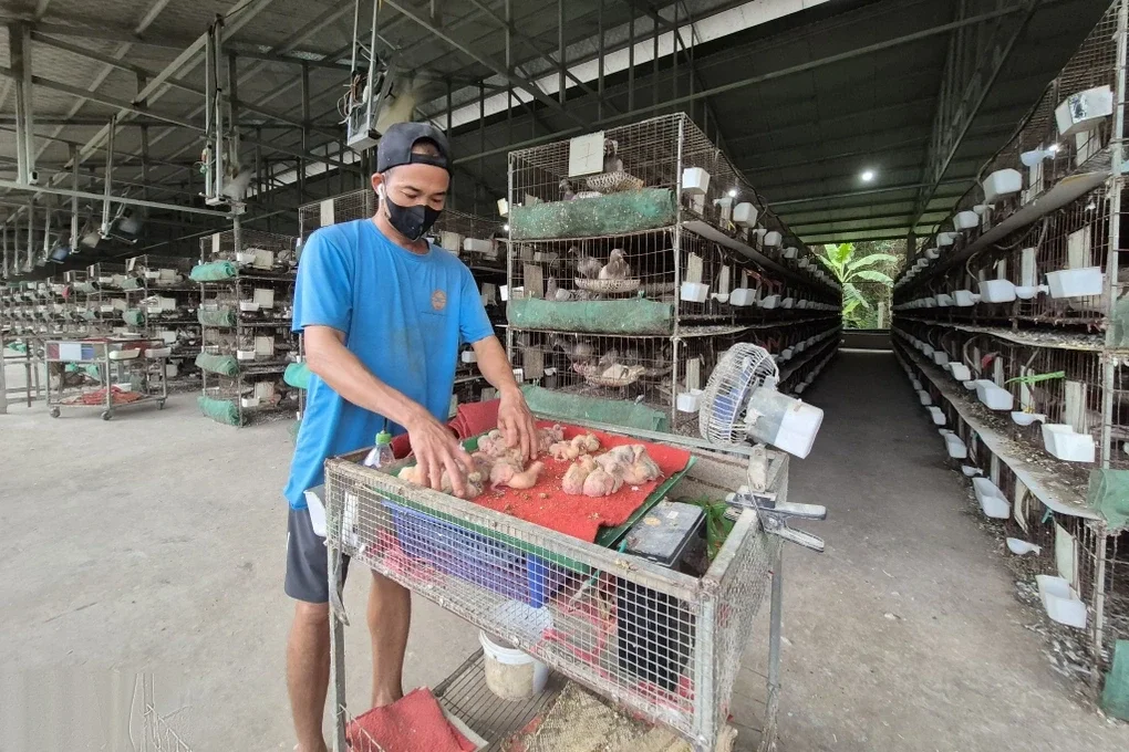 Từ thu nhập không đủ trang trải, lão nông đổi đời nhờ loài chim ngoại - 3