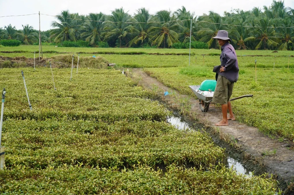Hơn 213ha rau màu của nông dân Đồng Tháp thiệt hại nghi ô nhiễm nguồn nước - 1