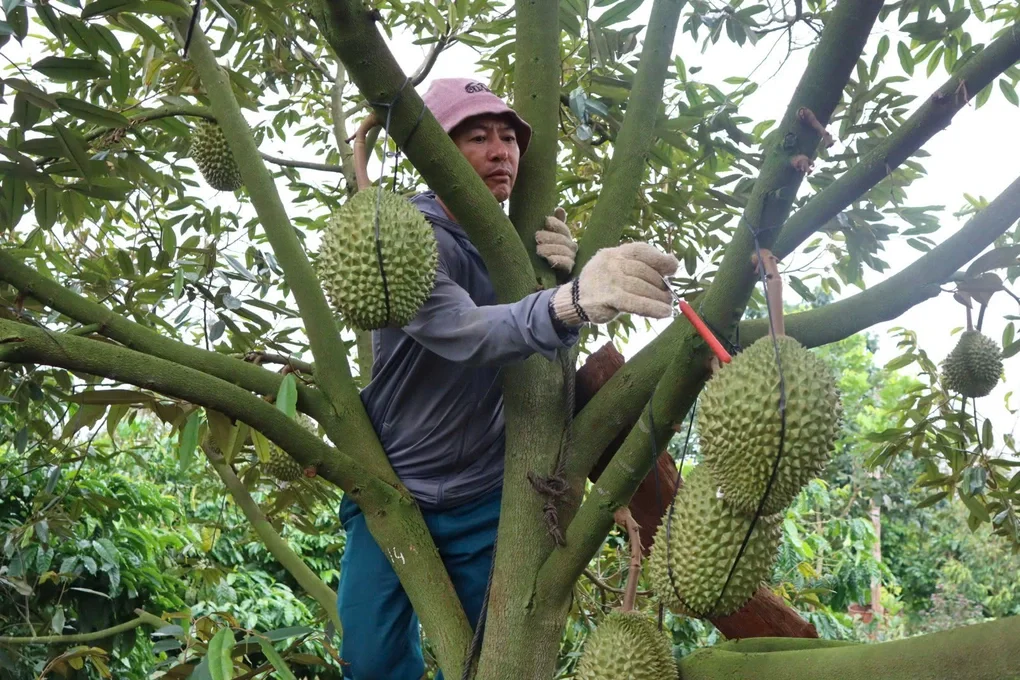 Kiếm tiền triệu mỗi ngày từ tiếng gõ dò quả tỷ đô - 2