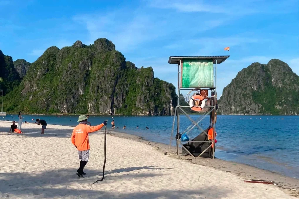 Rắn xuất hiện ở bãi tắm, người đàn ông Quảng Ninh có hành động thót tim - 1