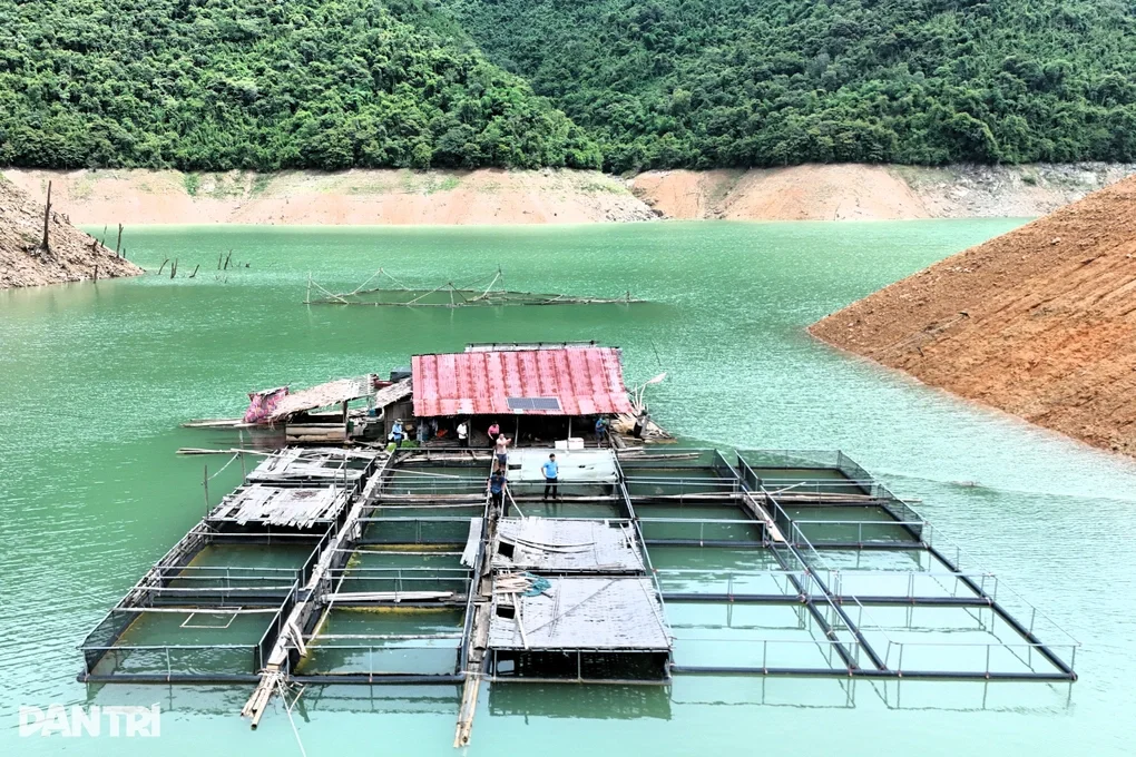Nuôi cá trên lòng hồ thủy điện, nhiều hộ dân thu hàng trăm triệu đồng - 1