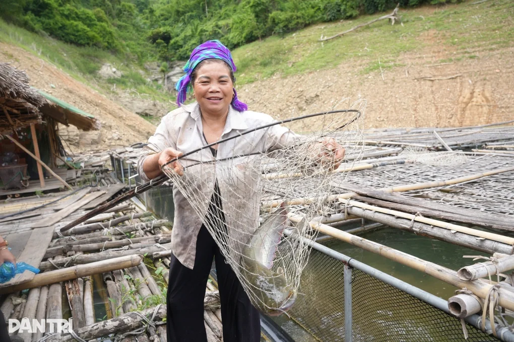 Nuôi cá trên lòng hồ thủy điện, nhiều hộ dân thu hàng trăm triệu đồng - 3