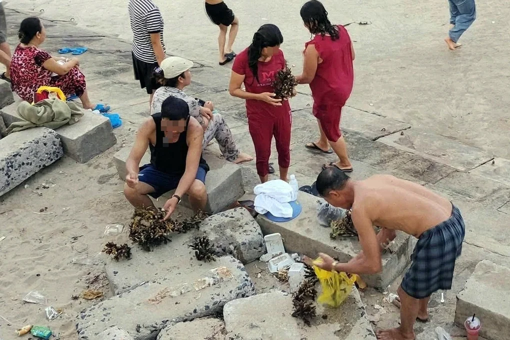 Vì sao du khách không nên bẻ san hô mang về làm kỷ niệm? - 1