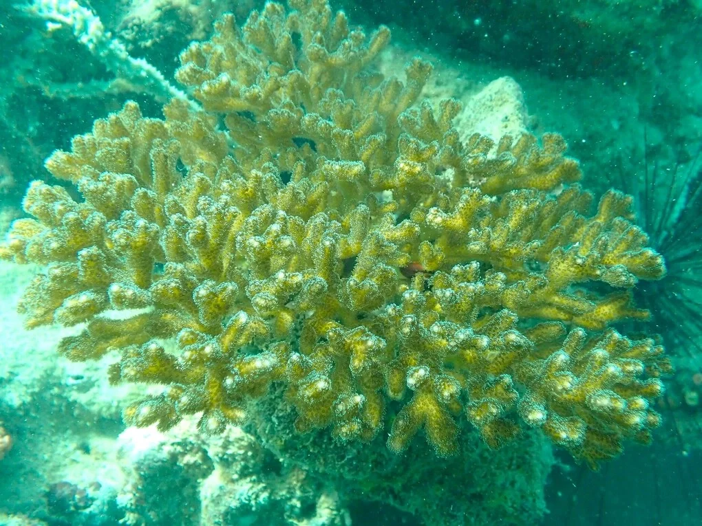 San hô cành đa mi - Pocillopora damicornis. Ảnh: Chi cục trưởng Chi cục Biển, Hải đảo và Kiểm ngư