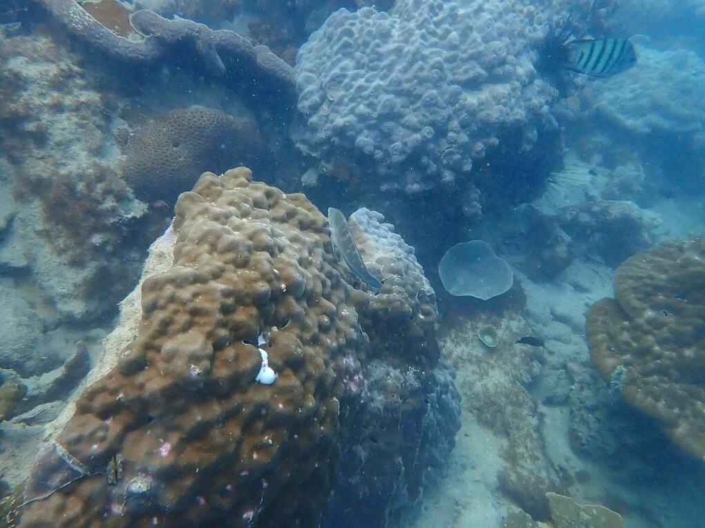 San hô khối đầu thùy - Porites lobata Dana. Ảnh: Chi cục trưởng Chi cục Biển, Hải đảo và Kiểm ngư