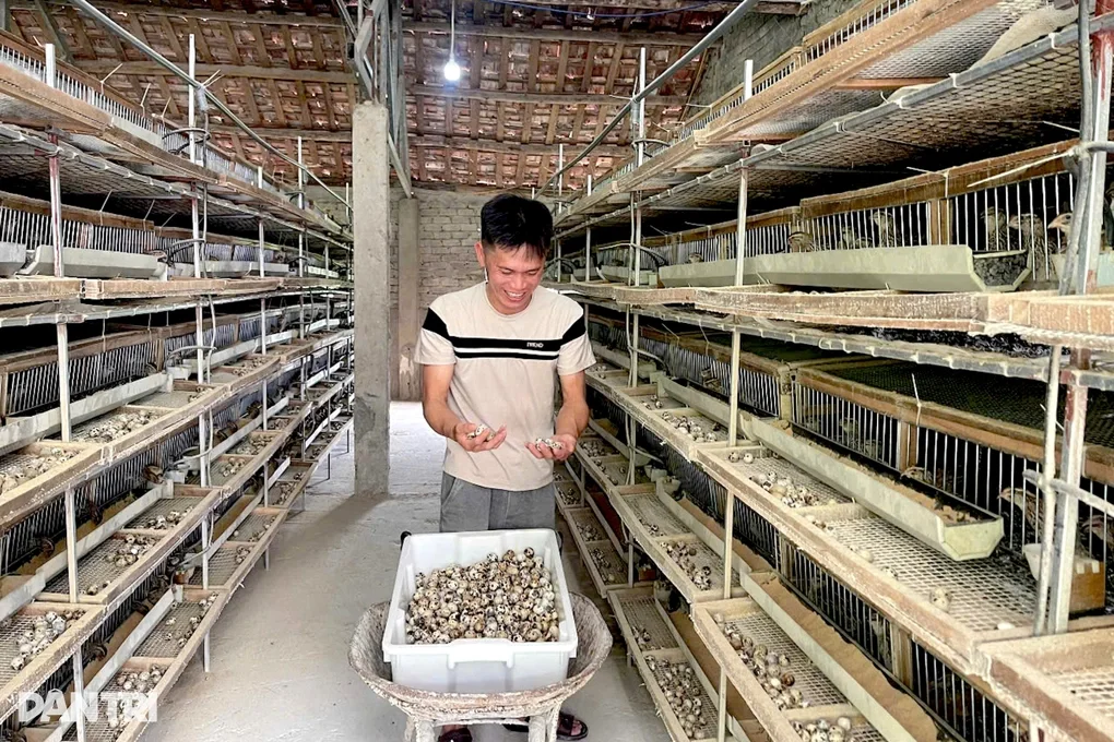 Thất bại từ nuôi lợn, người đàn ông khởi nghiệp thành công với đàn chim cút - 1
