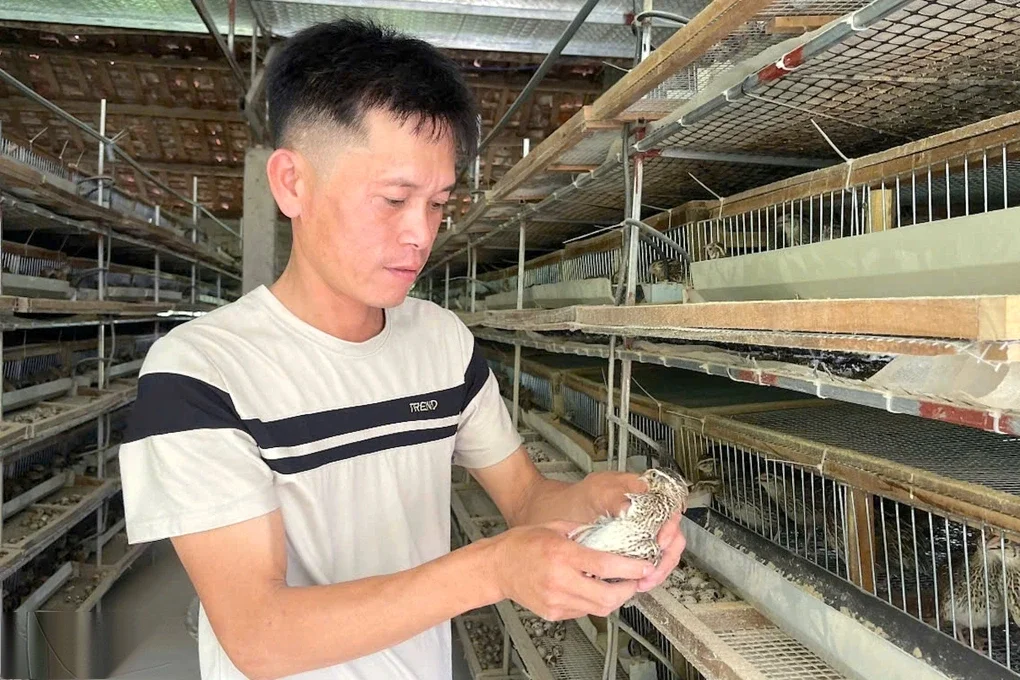 Thất bại từ nuôi lợn, người đàn ông khởi nghiệp thành công với đàn chim cút - 2