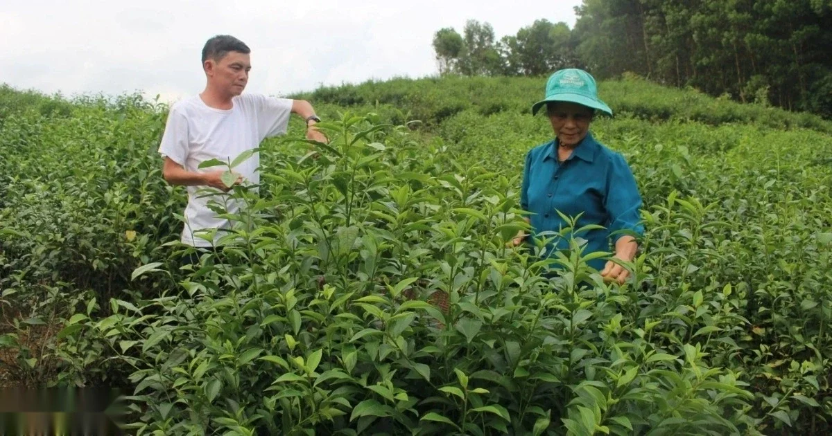 Xuất khẩu chè sang Trung Quốc sụt giảm mạnh, Mỹ và Nga bứt phá nhập khẩu