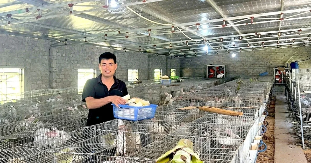 Từ lạc lối khi hồi hương đến chủ nhân trang trại quy mô ấn tượng