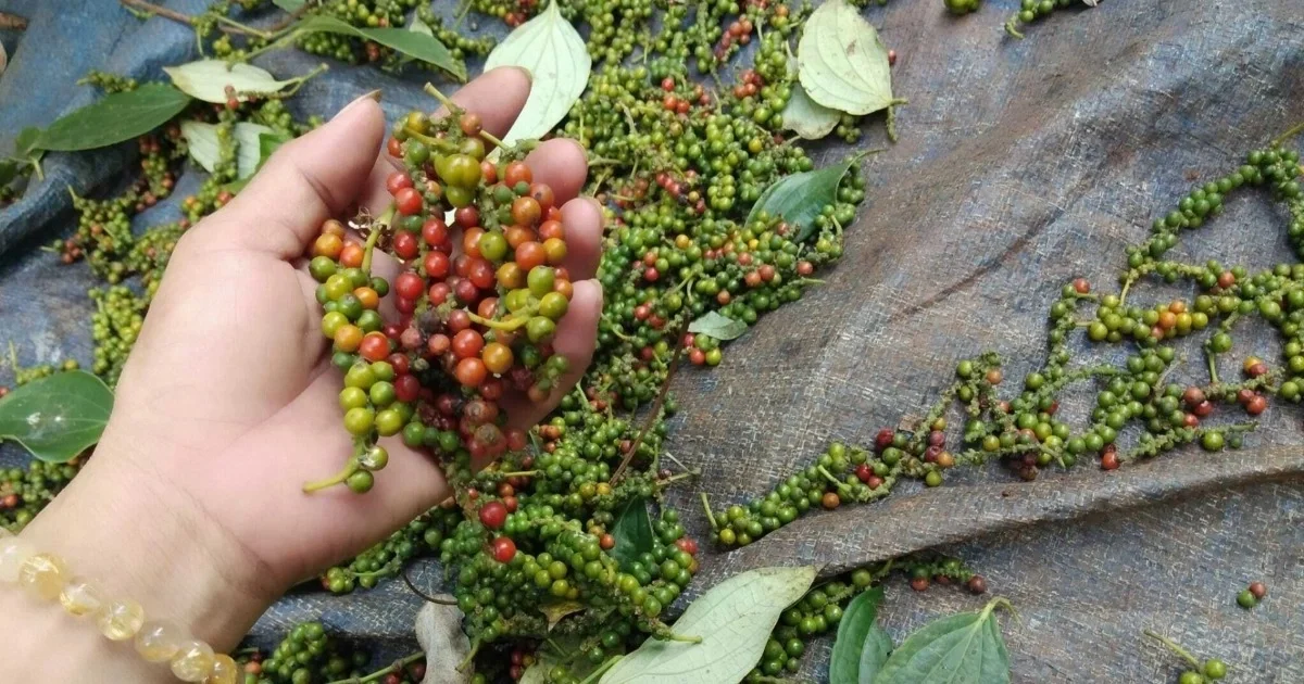 Kim ngạch xuất khẩu hồ tiêu gần chạm ngưỡng 1 tỷ USD, tại sao giá nội địa vẫn không ngừng giảm?