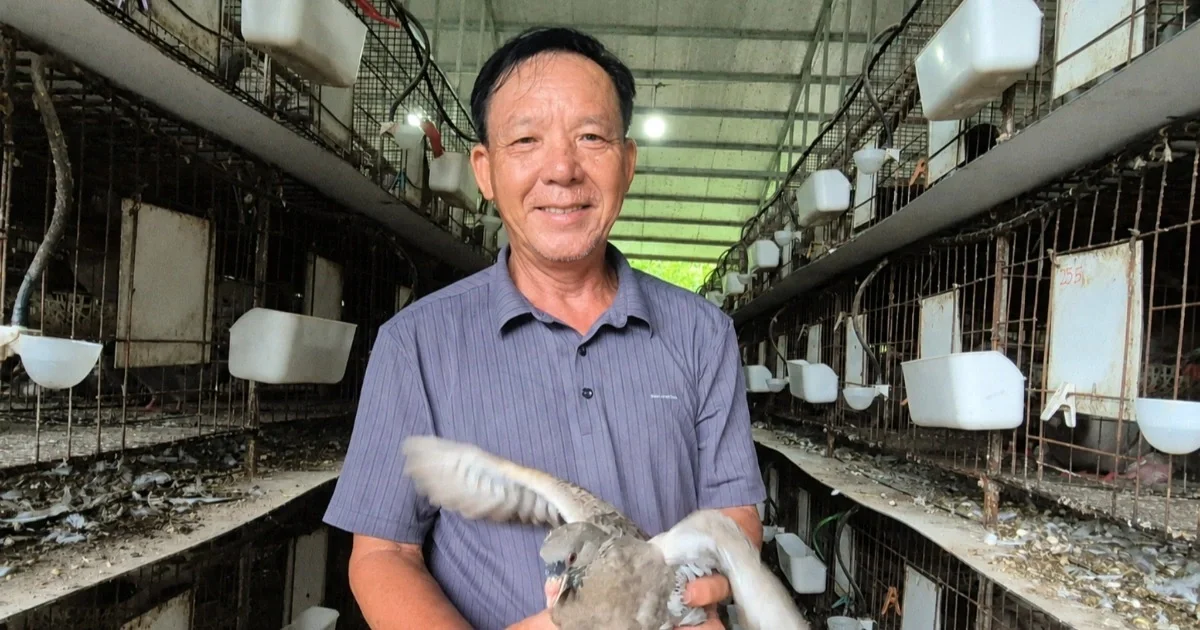 Đổi đời nhờ giống chim nhập ngoại, lão nông vượt qua thời kỳ thu nhập bấp bênh