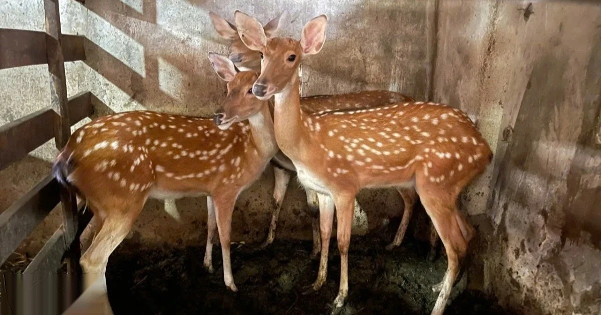 Bỏ ra 22 cây vàng để gây dựng đàn hươu, người nông dân nhận lại thành quả lớn sau hơn 3 thập kỷ