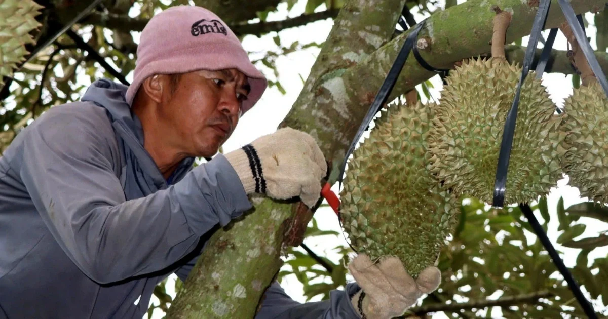Thu nhập tiền triệu mỗi ngày nhờ nghề gõ thẩm định loại nông sản đắt giá